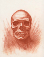 Anatomical Study, Human Skull 1